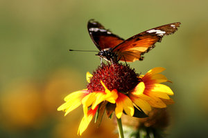 Znaczenie snu motyl